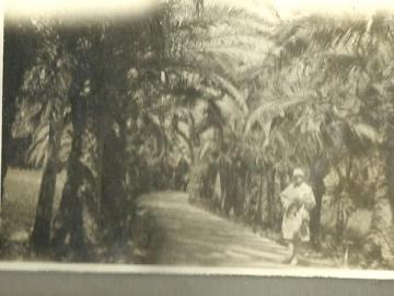 Algier-wsrod-palm