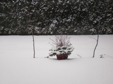 Ogrod-w-zimie-Chotomow