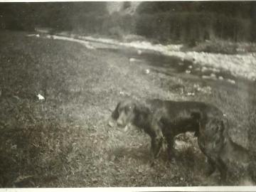 Tatarow-pies-nad-Prutem