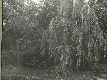 Tatarow-zarosla-nad-Prutem
